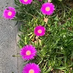 Dutch Tulip * ميدولين
