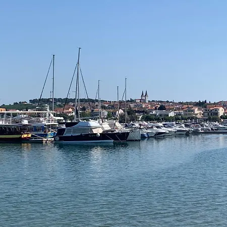 Dutch Tulip 梅杜林