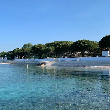 Dutch Tulip 梅杜林