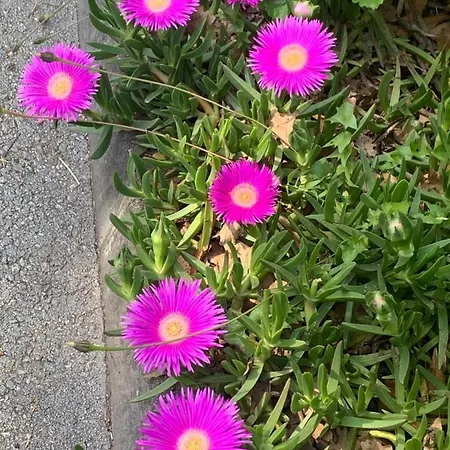 Dutch Tulip * 梅杜林