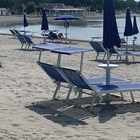 Dutch Tulip 梅杜林