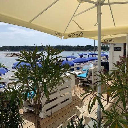 Dutch Tulip Daire Medulin