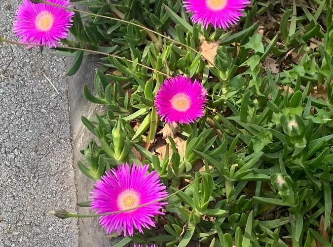 Dutch Tulip * Medulin